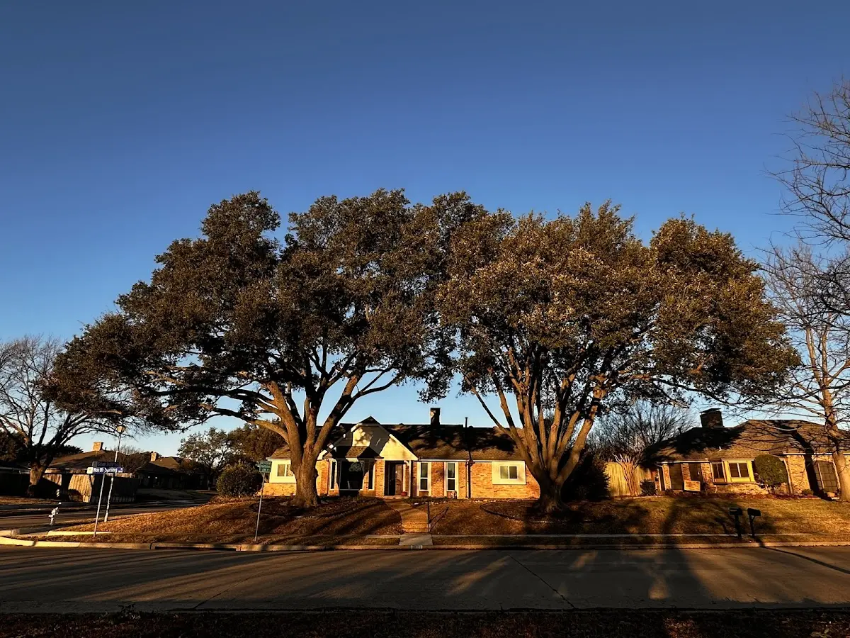 Established residential canopy tree shading a home in Matinicus